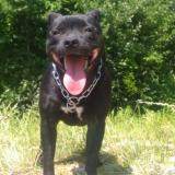 Picture of dog lost at Paris