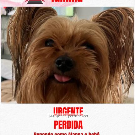 Photo 1/1 Alanna Arliette Dog lost in Rio Piedras