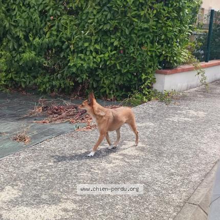 Photo 1/1 Found dog Found in Frouzins