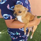 Picture of dog lost at Nimes