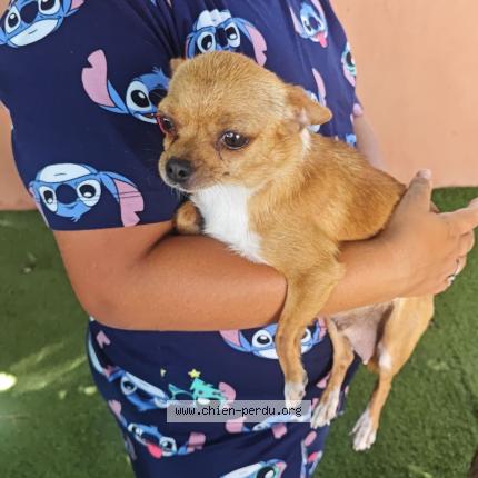 Photo 1/1 Chihuahua noisette Dog lost in Nimes