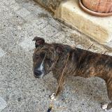 Picture of dog found at Uzes