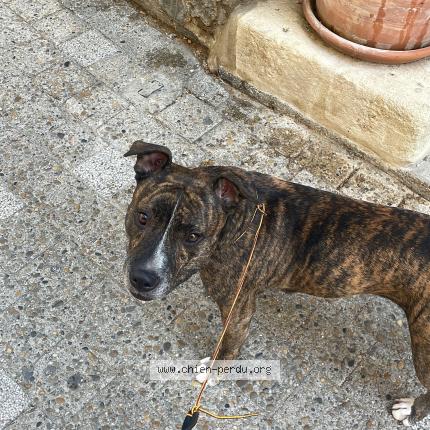 Photo 1/1 Found dog Found in Uzes