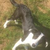 Picture of dog lost at St Jean D Ardiere