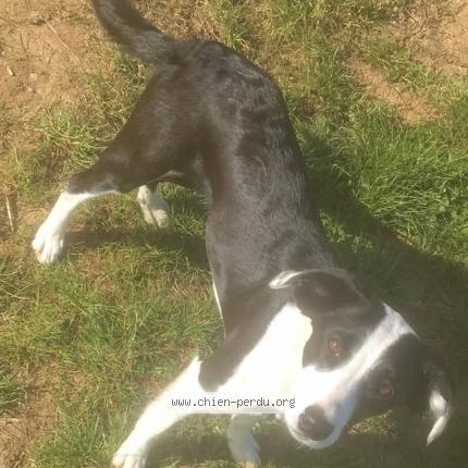 Photo 1/1 Kawa Chien lost in St jean d ardiere