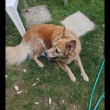 Picture of dog found at Ville Du Bois