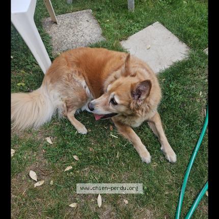 Photo 1/1 Found dog Found in Ville du bois