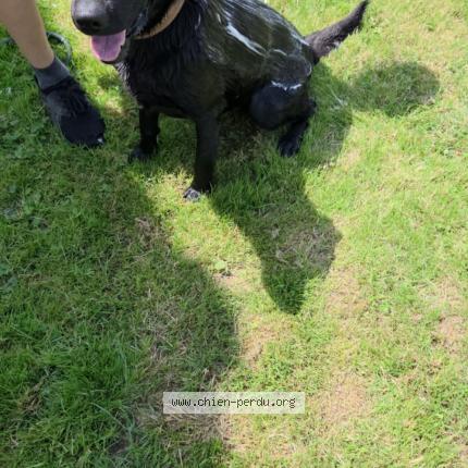 Photo 1/2 Scania Chien lost in Arras