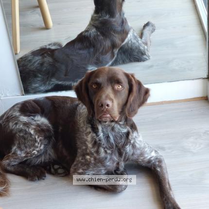 Photo 1/1 Salto Chien lost in Murs erigne