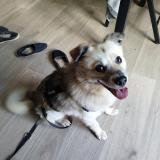 Picture of dog lost at Tarnos