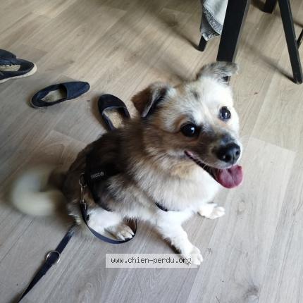 Photo 1/1 Hopla Chien lost in Tarnos