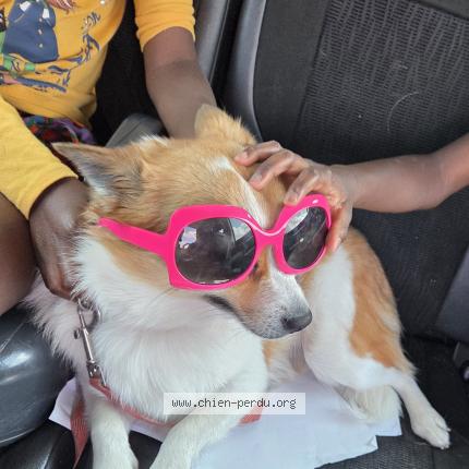 Photo 1/1 Uby Chien lost in Treignac