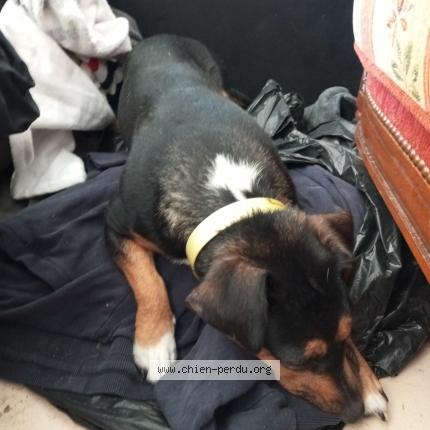 Photo 1/1 Tillia Chien lost in Dannevoux