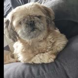 Picture of dog lost at Chandon