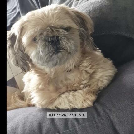 Photo 1/1 Toy Chien lost in Chandon