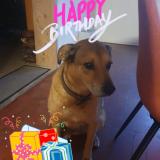 Picture of dog lost at 17700 Surgeres