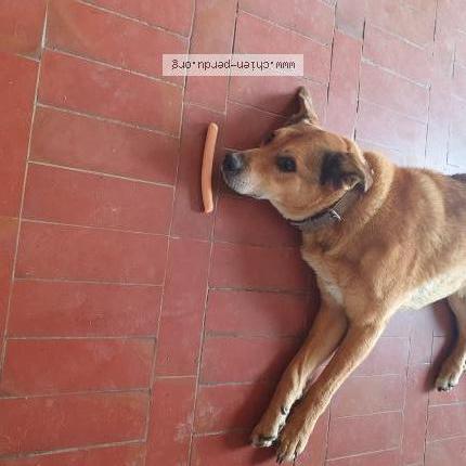 Photo 2/2 Gas Chien lost in 17700 surgeres