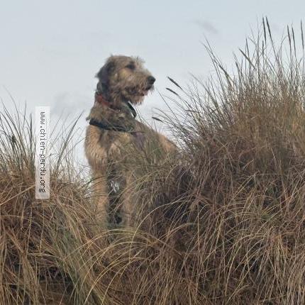 Photo 1/1 marley Chien lost in Wimereux