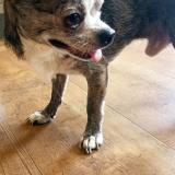 Picture of dog found at Conquereuil