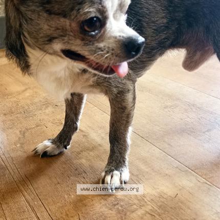 Photo 1/1 Found dog Found in Conquereuil