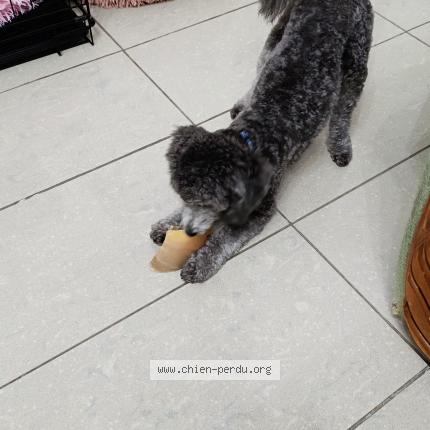 Foto 1/1 Hond teruggevonden Vermist in Pont De Loup