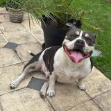 Picture of dog lost at Toutainville