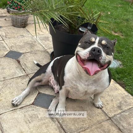 Photo 1/1 Je ne sais pas Chien lost in Toutainville