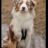 Picture of dog found at Flaignes Havys