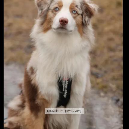 Photo 1/1 Found dog Found in Flaignes havys