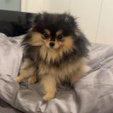 Picture of dog lost at Cannes