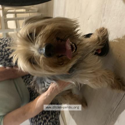 Photo 1/1 Found dog Found in Angoulins