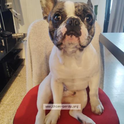 Photo 1/1 Cookie Chien lost in Avignon