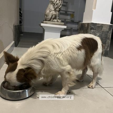 Photo 1/1 Found dog Found in Baie mahault