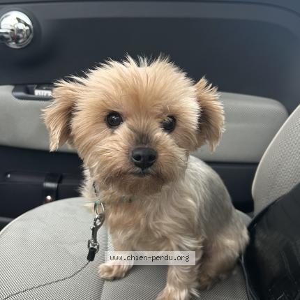 Photo 1/1 lilas Chien lost in Agen