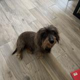 Picture of dog found at Arles
