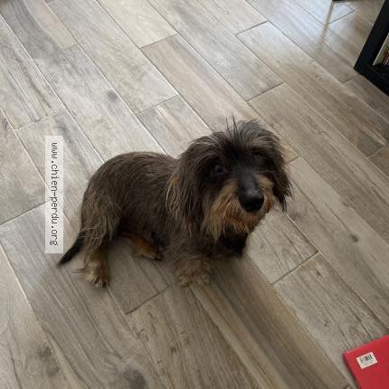 Photo 1/1 Found dog Found in Arles
