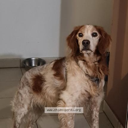 Photo 1/1 Eron Chien lost in St andre