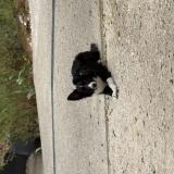 Picture of dog found at Pradines