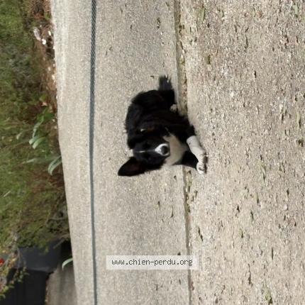 Photo 1/1 Found dog Found in Pradines