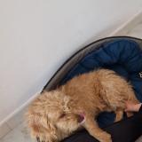 Picture of dog lost at Vescovato