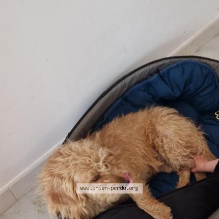 Photo 1/1 Taz Chien lost in Vescovato