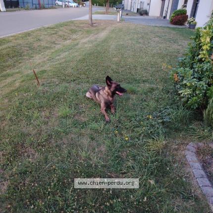 Photo 1/1 Found dog Found in Bertangles