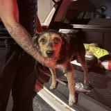Picture of dog found at Vauvert