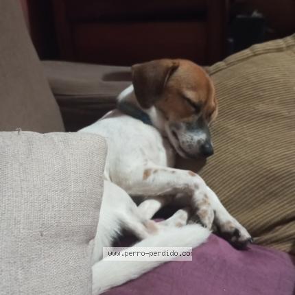 Photo 1/1 Rubius Chien lost in Rio claro