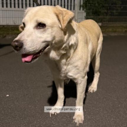 Photo 1/1 Found dog Found in Lorgies