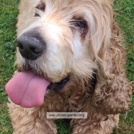 Photo 1/1 Hally Chien lost in Plouha