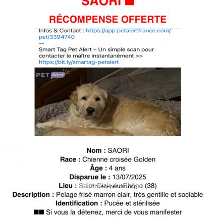 Photo 1/1 SAORI Chien lost in St clair du rhone