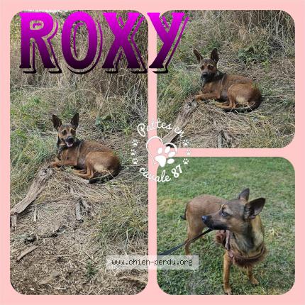 Photo 1/1 Roxy Chien lost in St junien