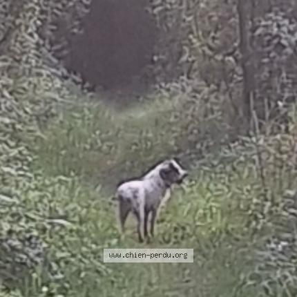 Foto eines gefundenen Hundes in Bissen