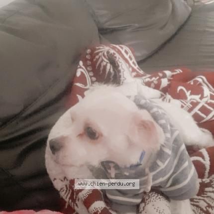 Photo 1/1 Doudou Chien lost in Savigny sur orge